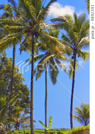 Tropical landscape. Indonesia. Bali. Tropical landscape. Indonesia. Bali. 9892391