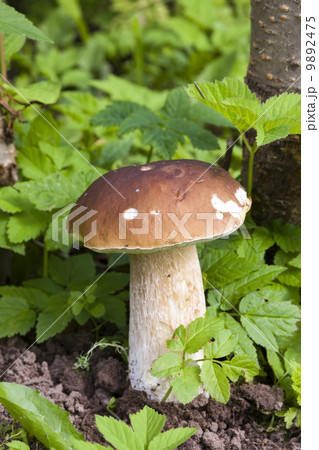 Mushrooms boletuses in green grass 9892475