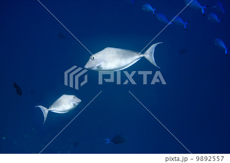 Indian ocean. .Fishes . Indian ocean. .Fishes . 9892557