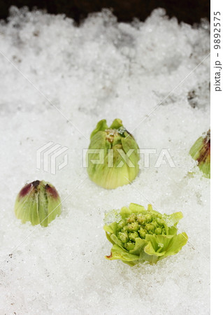 ふきのとう 9892575