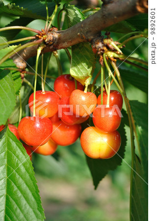 サクランボ 9892601