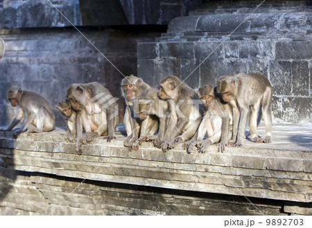 Bali,Indonesia. Monkeys in temple. Bali,Indonesia. Monkeys in temple. 9892703