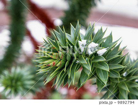 "Monkey tree" branch (araucaria) under the snow 9892794