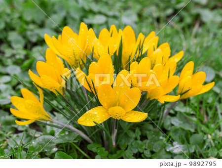 Crocus blooming in the meadow.  Small Depth of Field (DOF) 9892795