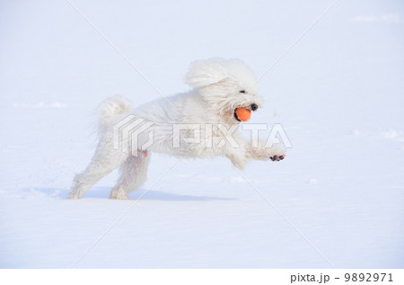 とったぁ～♪ 9892971