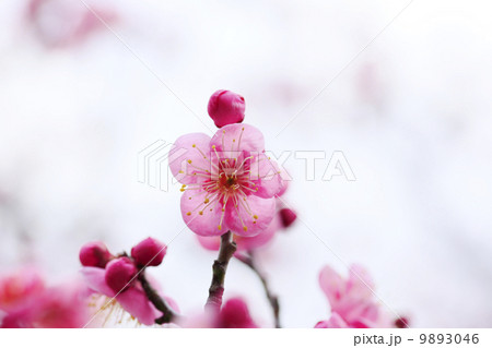 梅の花 9893046