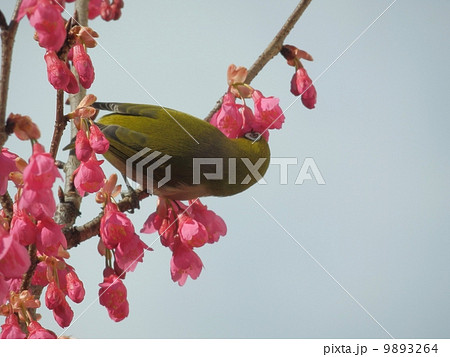 メジロと寒桜 メジロと寒桜 9893264