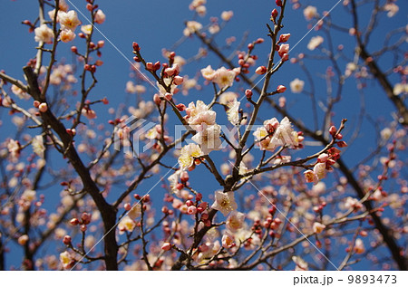春です～梅の花 9893473