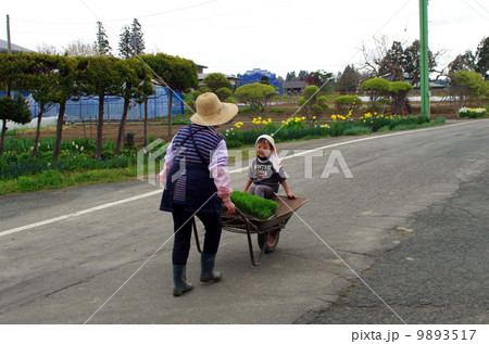 育苗箱(育成した苗)と孫を一輪車で運ぶ祖母 育苗箱(育成した苗)と孫を一輪車で運ぶ祖母 9893517