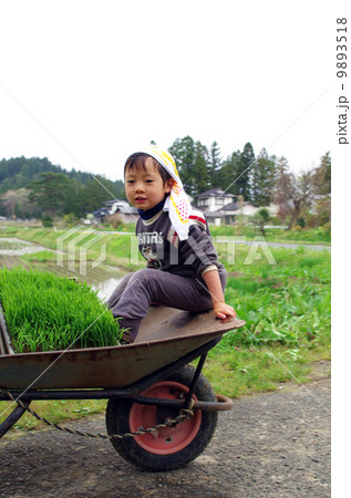 一輪車で運ばれる子供と育苗箱(育成した苗) 一輪車で運ばれる子供と育苗箱(育成した苗) 9893518