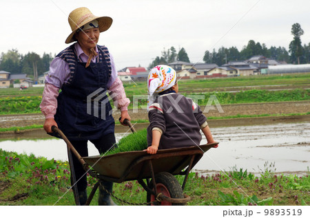 育苗箱（育成した苗）と孫を一輪車で運ぶ祖母 9893519