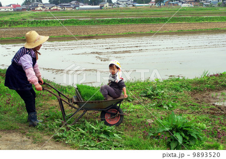 育苗箱（育成した苗）と孫を一輪車で運ぶ祖母 9893520