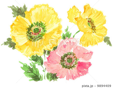 poppy14302pix2 poppy14302pix2 9894409