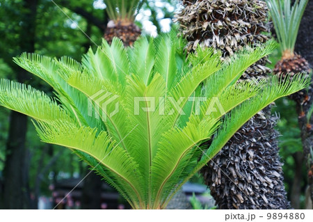 新緑の季節・蘇鉄の若葉・横位置 新緑の季節・蘇鉄の若葉・横位置 9894880