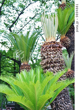 新緑の季節・蘇鉄の若葉と新芽・縦位置 新緑の季節・蘇鉄の若葉と新芽・縦位置 9894881
