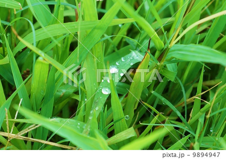 背景素材・草の上の朝露・横位置 9894947