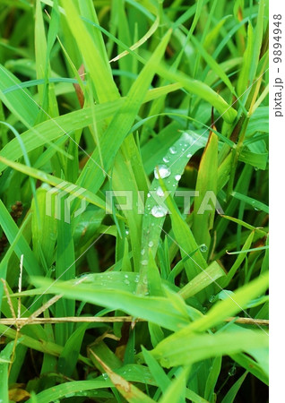背景素材・草の上の朝露・縦位置 背景素材・草の上の朝露・縦位置 9894948