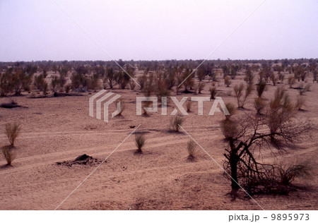 草のある砂漠 9895973