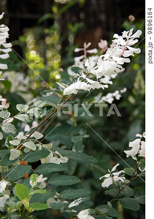 ブレイニア・ディスティカ ブレイニア・ディスティカ 9896164