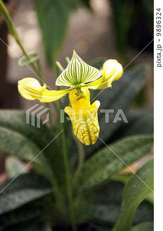 パフィオペディルム・ウェヌスツム 9896324