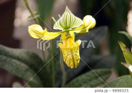 パフィオペディルム・ウェヌスツム 9896325