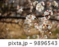 桜 9896543