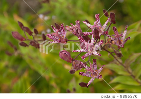 ほととぎす ほととぎす 9896570