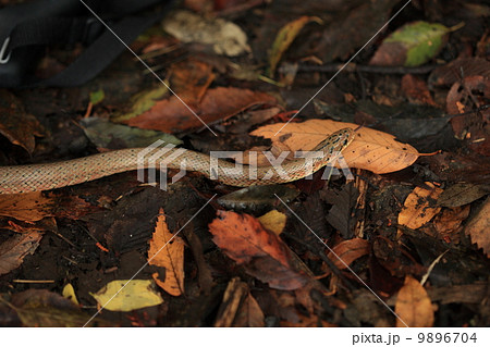 生き物　爬虫類　美しい森のヘビ、ジムグリ 9896704