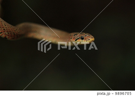 生き物 爬虫類 ジムグリ(幼蛇)の頭 生き物 爬虫類 ジムグリ(幼蛇)の頭 9896705