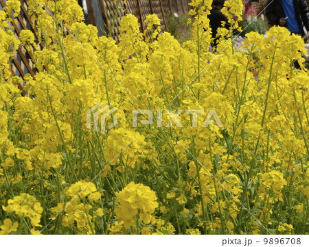 ハナ菜 ハナ菜 9896708