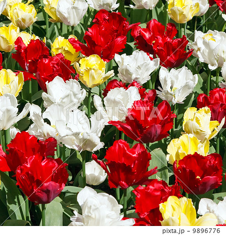 Tulip flowers background 9896776