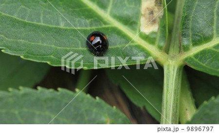 生き物　昆虫　葉の上のヒメアカホシテントウ 9896797