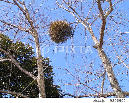 落葉した桜の木に常緑のヤドリギの元気な緑色の葉 落葉した桜の木に常緑のヤドリギの元気な緑色の葉 9896992