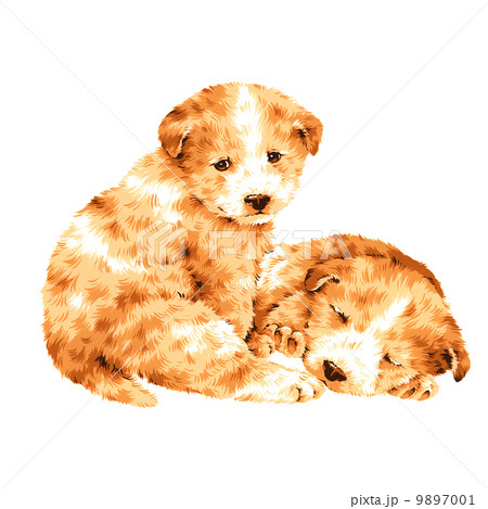 可愛い犬 可愛い犬 9897001