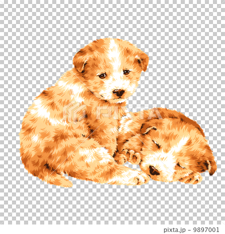 可愛い犬 可愛い犬 9897001