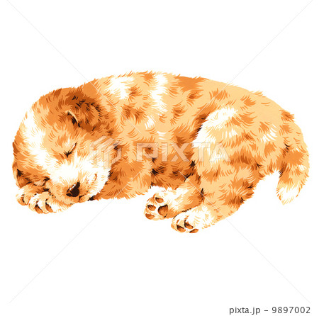 可愛い犬 可愛い犬 9897002