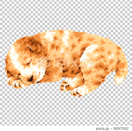 Pretty dog Pretty dog 9897002