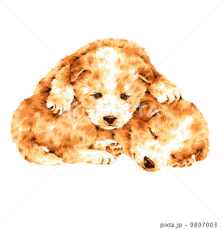 可愛い犬 可愛い犬 9897003