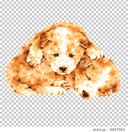 Pretty dog 9897003