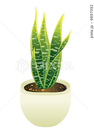 サンセベリア サンセベリア 9897092