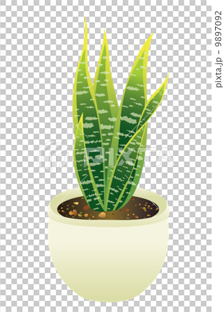 サンセベリア サンセベリア 9897092