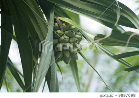 タコノキ タコノキ 9897099