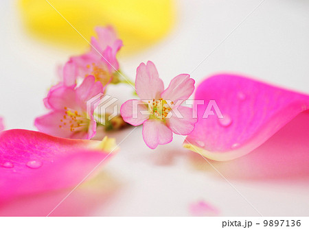 バラの花びらと啓翁桜 9897136
