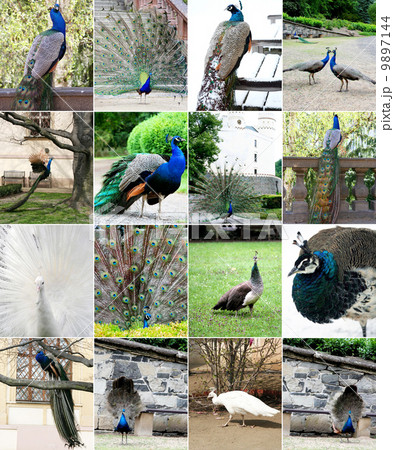 Collage of Beautiful Peacock 9897144