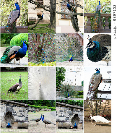 Collage of Beautiful Peacocks 9897152