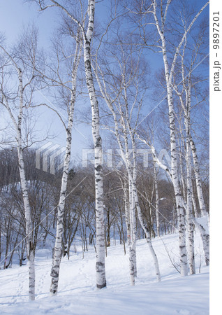 冬の風景 冬の風景 9897201