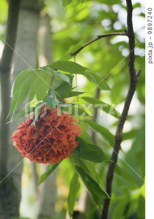 ホウカンボク ホウカンボク 9897240