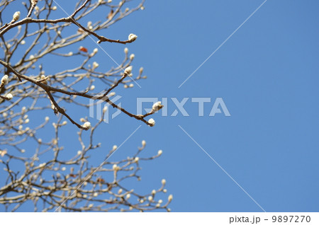 ハクモクレン ハクモクレン 9897270