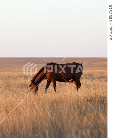 Horse grazing in evening pasture Horse grazing in evening pasture 9897510
