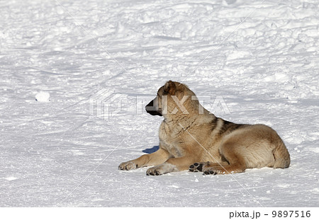 Dog resting on snowy ski slope at nice sun day 9897516